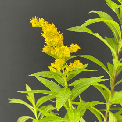 Solidago