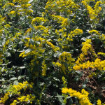 Solidago