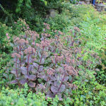 Sedum telephium Matrona