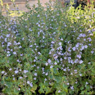 Calamint