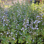 Calamintha nepeta