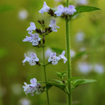 Calamintha nepeta White Cloud