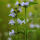 Lesser catmint or White Cloud Calamint