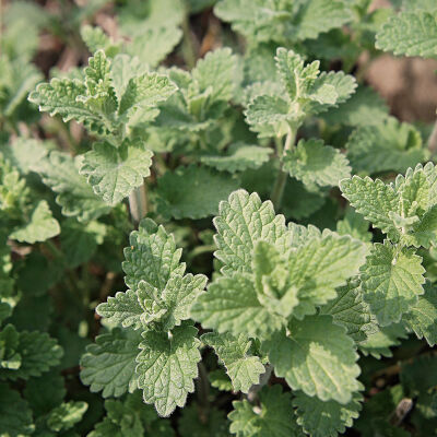 Nepeta racemosa Snowflake