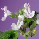 Nepeta racemosa Snowflake