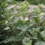 Nepeta racemosa Snowflake