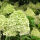 Hydrangea paniculata Limelight