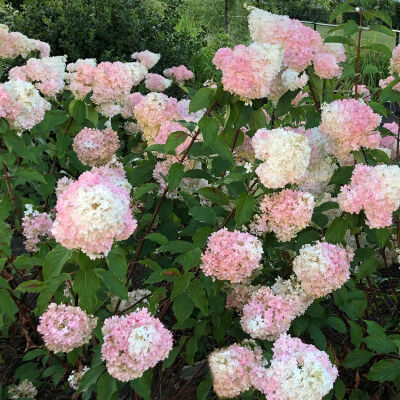 Panicle Hydrangea Vanille Fraise