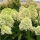 Hydrangea paniculata Vanille Fraise