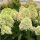 Panicle Hydrangea Vanille Fraise