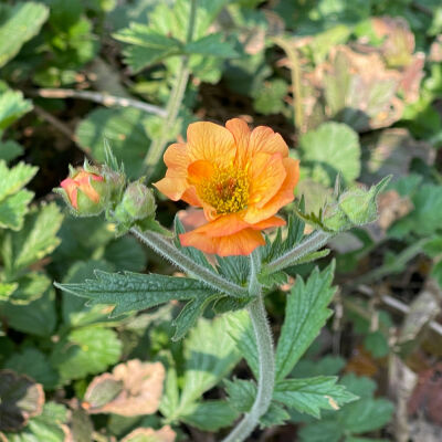 Geum coccineum