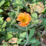 Avens