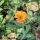 Geum coccineum