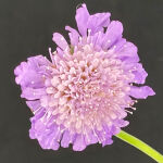 Pincushion Flower