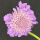 Scabiosa columbaria Butterfly Blue