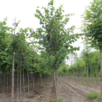 Tilia europaea Pallida