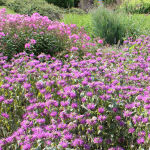 Monarda rosa