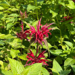 Monarda rot