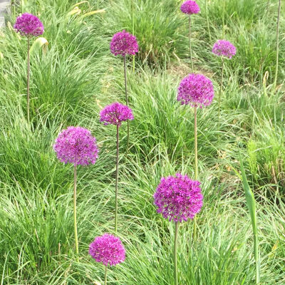 Ornamental onion