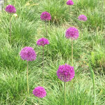 Ornamental onion