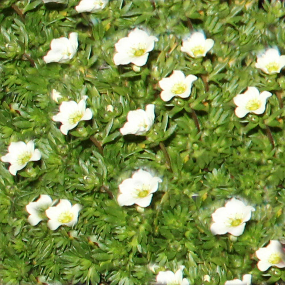 saxifrage white pixie, 3,20 €