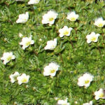 Saxifrage White Pixie