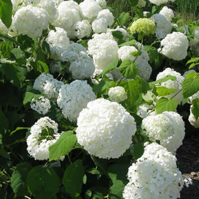 smooth hydrangea, wild hydrangea, sevenbark