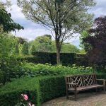 Hydrangea arborescens Annabelle