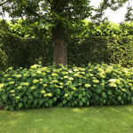 Hydrangea arborescens Annabelle