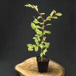 Carpinus Betulus - Hainbuche 20 - 40 cm