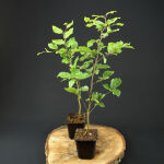 Copper beech 40-60 cm in pot