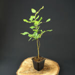 Copper beech 40-60 cm in pot