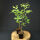 Copper beech 40-60 cm in pot