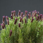 French lavender or Spanish lavender