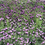 French lavender or Spanish lavender