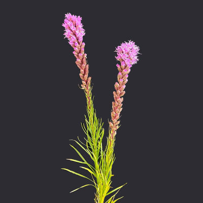 Liatris spicata