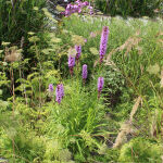 Liatris spicata