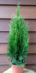 B-WARE - Thuja occidentalis Smaragd / Lebensbaum 50 - 60 cm