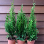 B-WARE - Thuja occidentalis Smaragd 70-90 cm