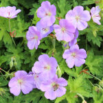 Hardy Geranium, Cranesbill, Jolly bee