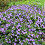 Hardy Geranium, Cranesbill, Jolly bee