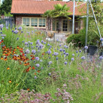 Globe thistle