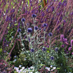 Globe thistle