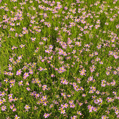 Tickseed or Pink tickseed