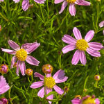 Coreopsis rosea