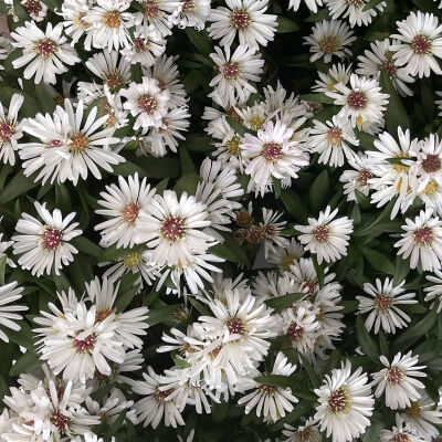 Garten-Kissen-Aster Schneekissen