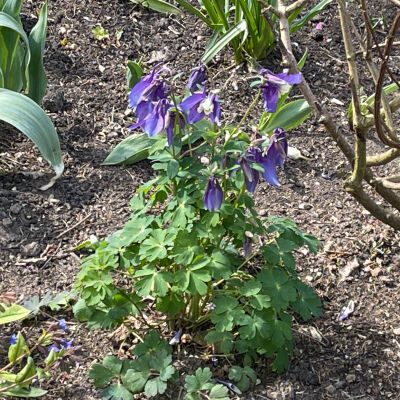 Aquilegia