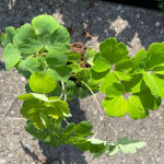 grannys bonnet, columbine