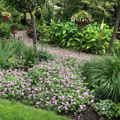 bloody cranes-bill , bloody geranium or Striped Bloody Cranesbill