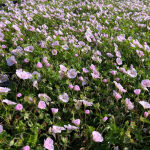 bloody cranes-bill , bloody geranium or Striped Bloody Cranesbill